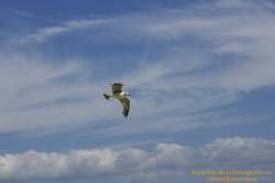 SONY DSC