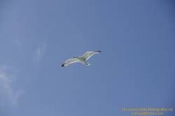 SONY DSC