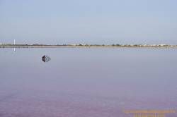 Román Pérez Hervás