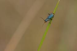 SONY DSC