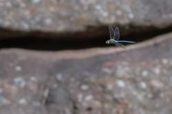 SONY DSC