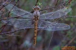 SONY DSC