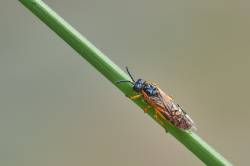 Macrofotografía Les Marines