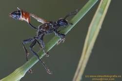 Macrofotografía Les Marines