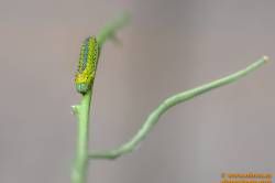 Focus-Result-1-B-8-4-Editar-3