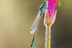 Focus-Result-1-B-8-4-Editar