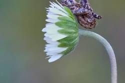 Focus-Result-B-8-4-copia