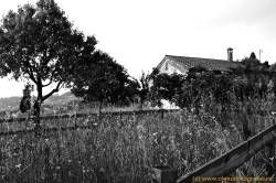 SONY DSC